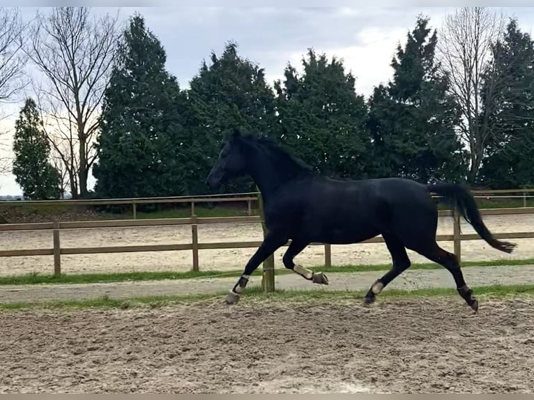 Rouan bai Hongre 12 Ans 173 cm Noir in Erkelenz