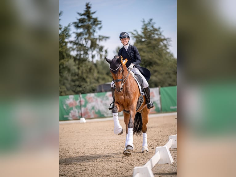 Rouan bai Hongre 12 Ans 175 cm Bai in Sandhausen