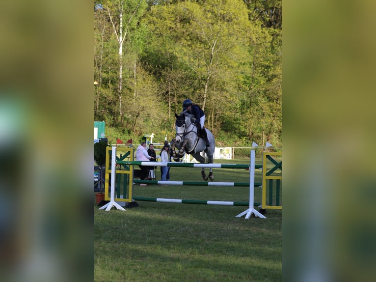 Rouan bai Hongre 12 Ans 175 cm Gris in Borken