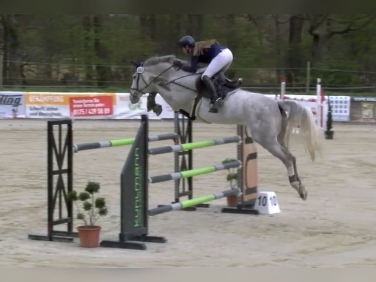 Rouan bai Hongre 12 Ans 175 cm Gris in Borken