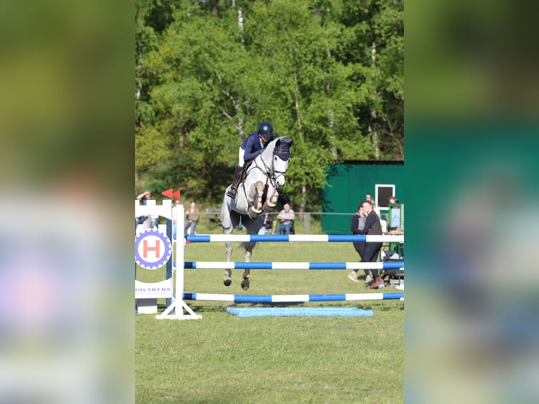 Rouan bai Hongre 12 Ans 175 cm Gris in Borken