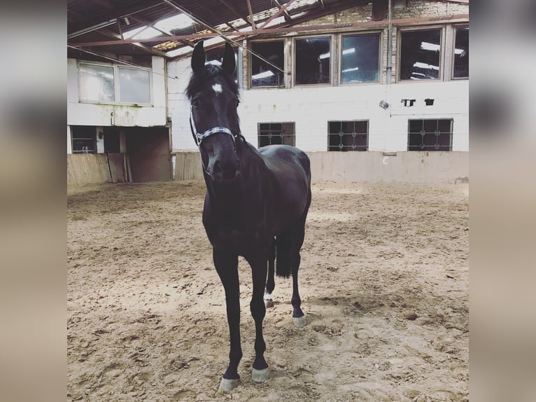 Rouan bai Hongre 13 Ans 168 cm Bai brun foncé in Kerpen
