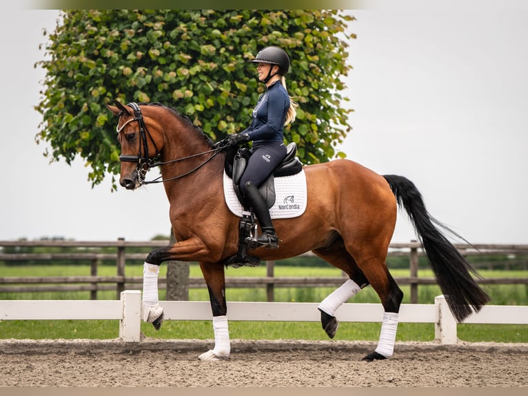 Rouan bai Hongre 13 Ans 168 cm Bai in Egtved
