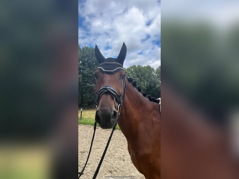 Rouan bai Hongre 13 Ans 172 cm Bai brun in Moers