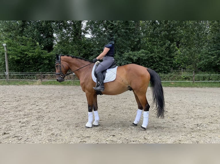 Rouan bai Hongre 13 Ans 172 cm Bai brun in Moers