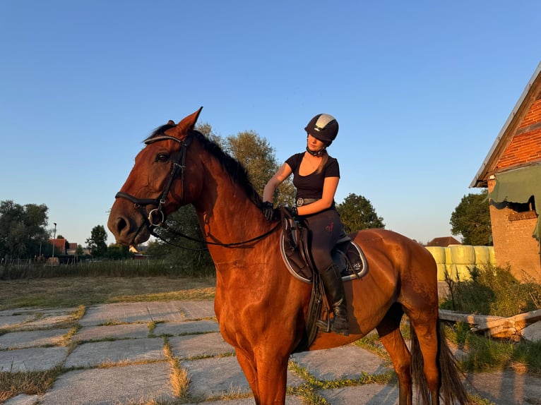 Rouan bai Hongre 13 Ans 184 cm Bai in L&#xFC;hmannsdorf