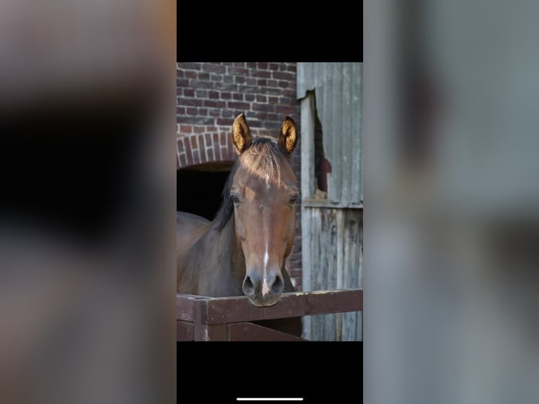 Rouan bai Hongre 14 Ans 169 cm Bai in RatingenRatingen