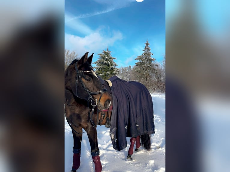 Rouan bai Hongre 14 Ans 170 cm Bai brun in Leienkaul