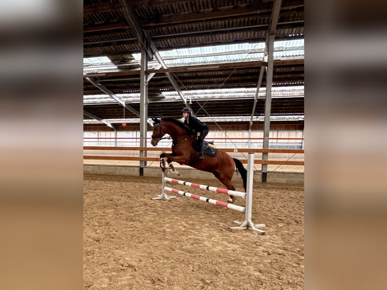 Rouan bai Hongre 14 Ans 174 cm Bai in Witten
