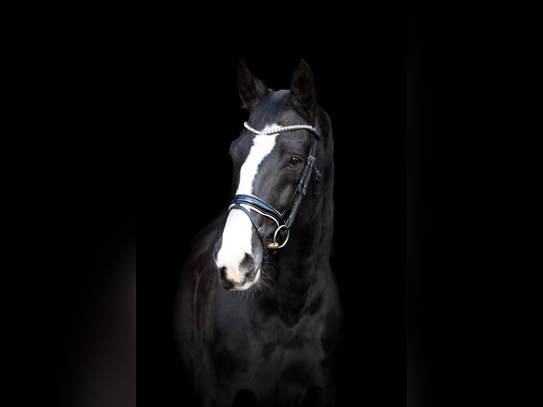 Rouan bai Hongre 14 Ans 178 cm Noir in Steinfurt