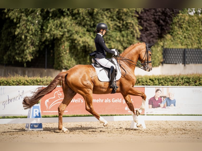 Rouan bai Hongre 15 Ans 172 cm Alezan in Jüchen