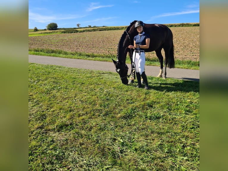 Rouan bai Hongre 15 Ans 172 cm Noir in Hünstetten