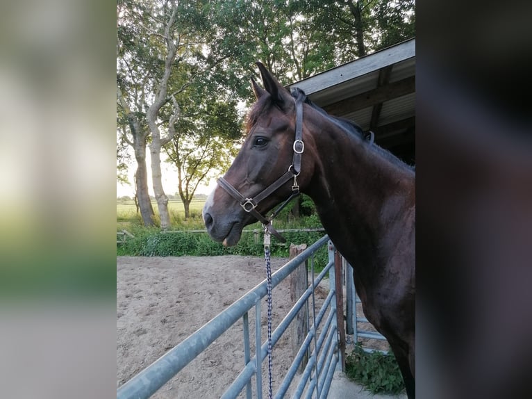 Rouan bai Hongre 15 Ans 178 cm Bai brun foncé in Neuharlingersiel