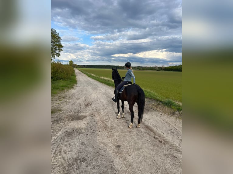 Rouan bai Hongre 15 Ans 178 cm Bai brun foncé in Neuharlingersiel