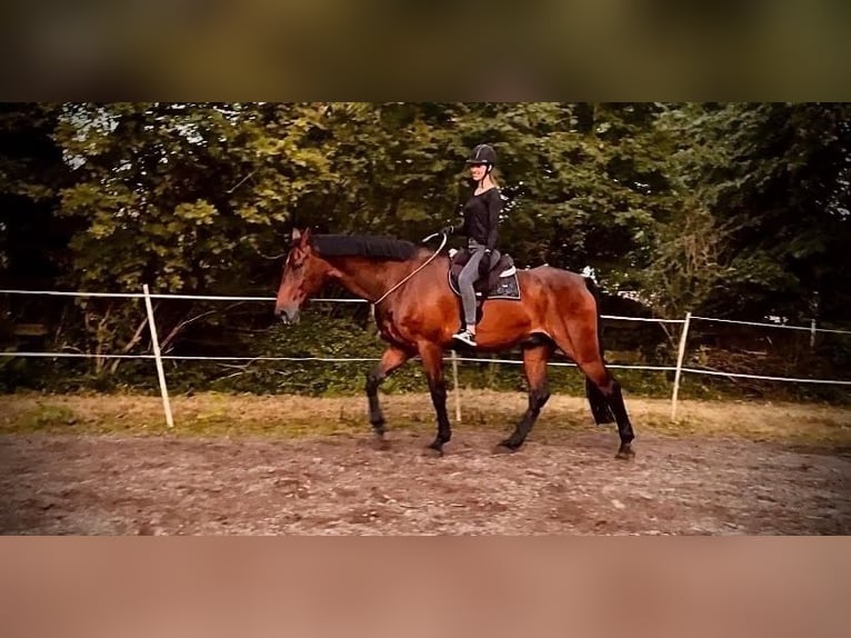 Rouan bai Hongre 15 Ans 187 cm Bai in Cuxhaven