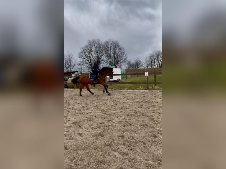 Rouan bai Hongre 16 Ans 164 cm Bai in Würselen