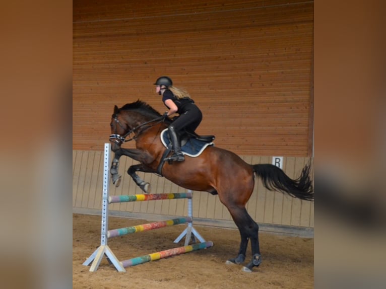 Rouan bai Hongre 16 Ans 168 cm Bai in Neunkirchen-Seelscheid