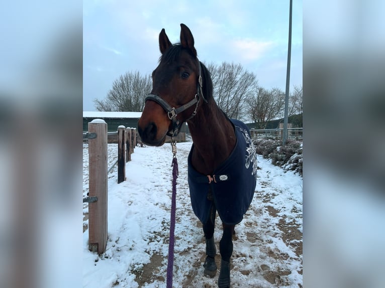 Rouan bai Hongre 16 Ans 168 cm Bai in Neunkirchen-Seelscheid