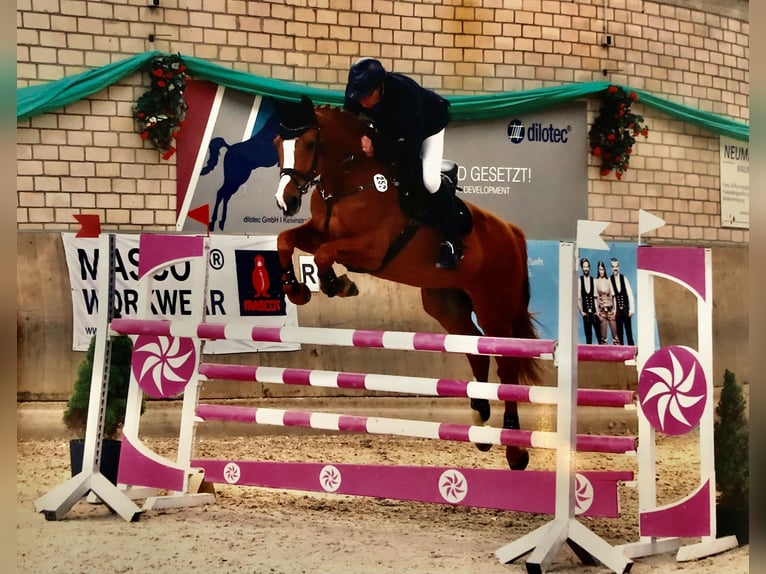 Rouan bai Hongre 16 Ans 174 cm Alezan in Leverkusen