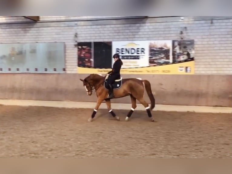 Rouan bai Hongre 16 Ans 174 cm Alezan in Leverkusen