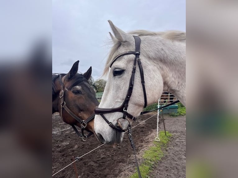 Rouan bai Hongre 16 Ans 174 cm Gris in Ottersberg