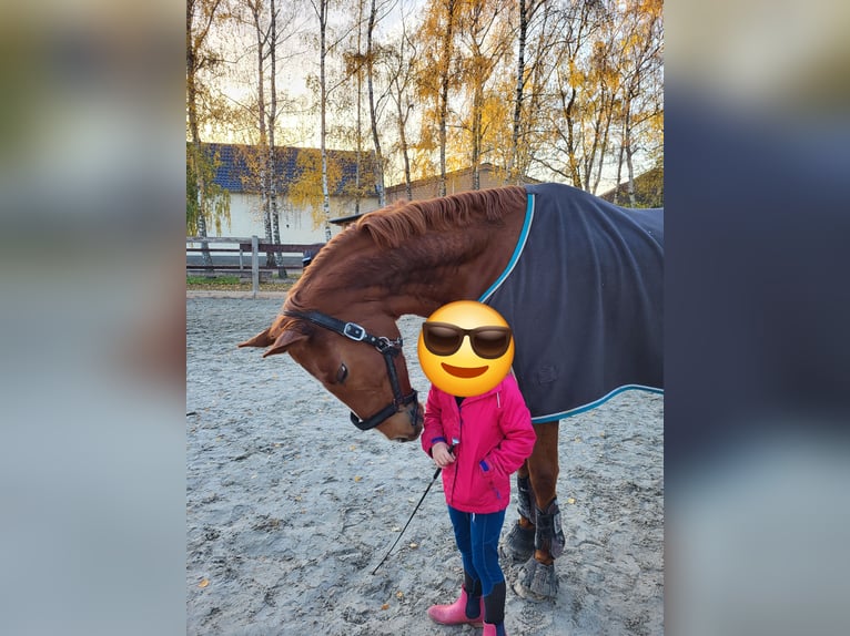 Rouan bai Hongre 17 Ans 170 cm Alezan in Vettweiß