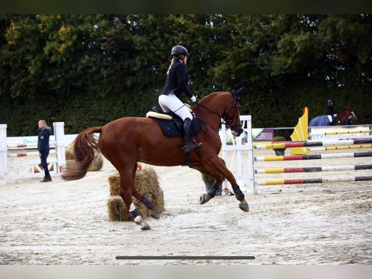 Rouan bai Hongre 17 Ans 174 cm Alezan in Leverkusen