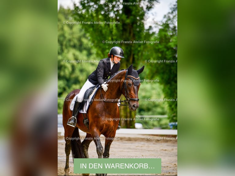 Rouan bai Hongre 18 Ans 163 cm Bai brun in Bergisch Gladbach