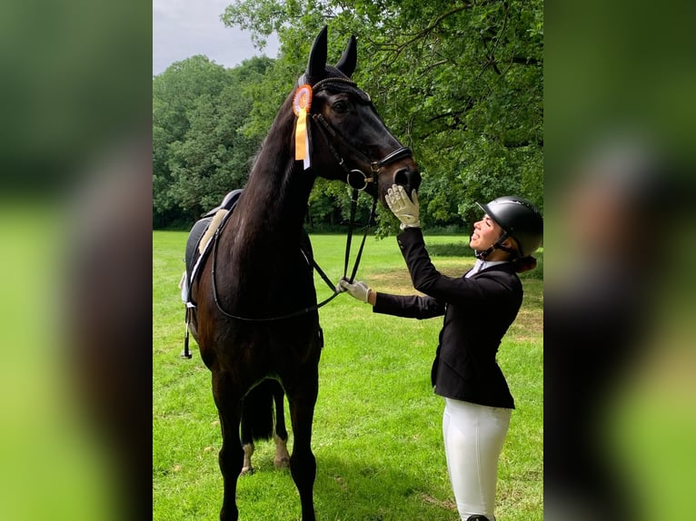 Rouan bai Hongre 19 Ans 163 cm Bai brun in Bergisch Gladbach