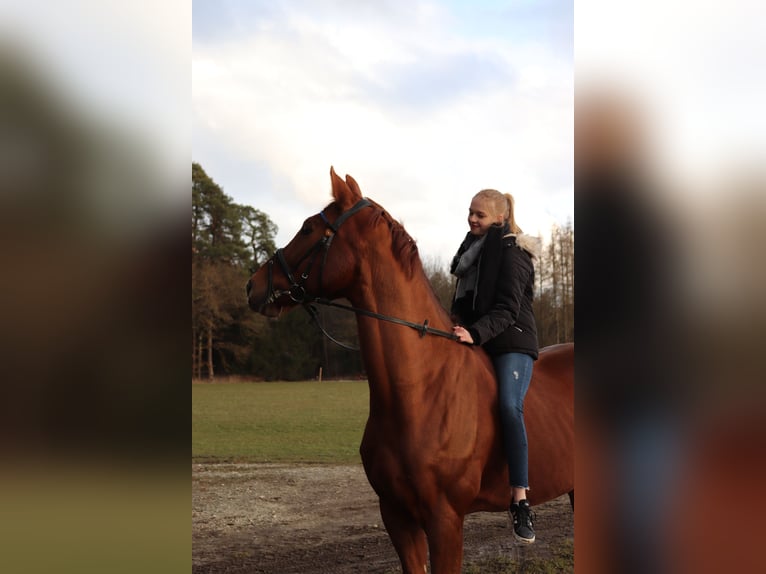 Rouan bai Hongre 19 Ans 175 cm Alezan in T&#xF6;ging