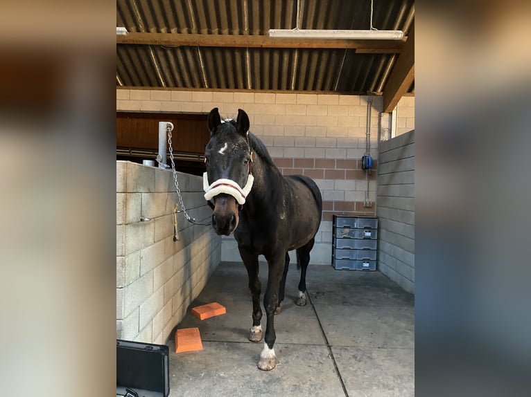 Rouan bai Hongre 19 Ans 175 cm Bai brun in Arlon