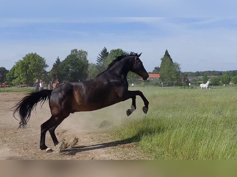 Rouan bai Hongre 19 Ans 176 cm Bai brun in Mönchengladbach