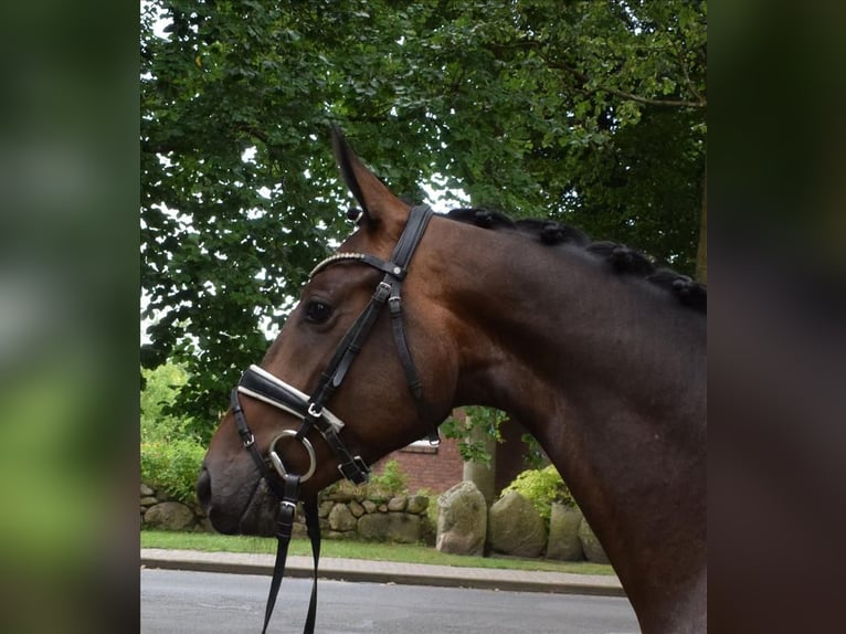 Rouan bai Hongre 3 Ans 167 cm Bai brun foncé in Fredenbeck