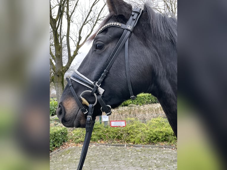 Rouan bai Hongre 3 Ans 168 cm Bai brun foncé in Coesfeld