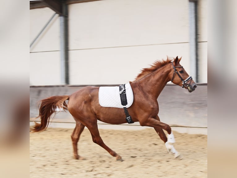 Rouan bai Hongre 3 Ans 169 cm Alezan brûlé in Kempen