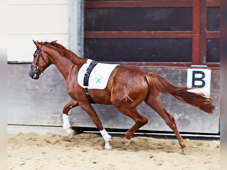 Rouan bai Hongre 3 Ans 169 cm Alezan brûlé in Kempen