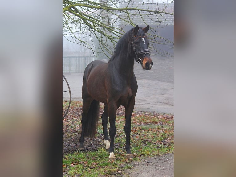 Rouan bai Hongre 4 Ans 164 cm Bai in Wesel