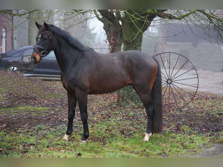 Rouan bai Hongre 4 Ans 164 cm Bai in Wesel