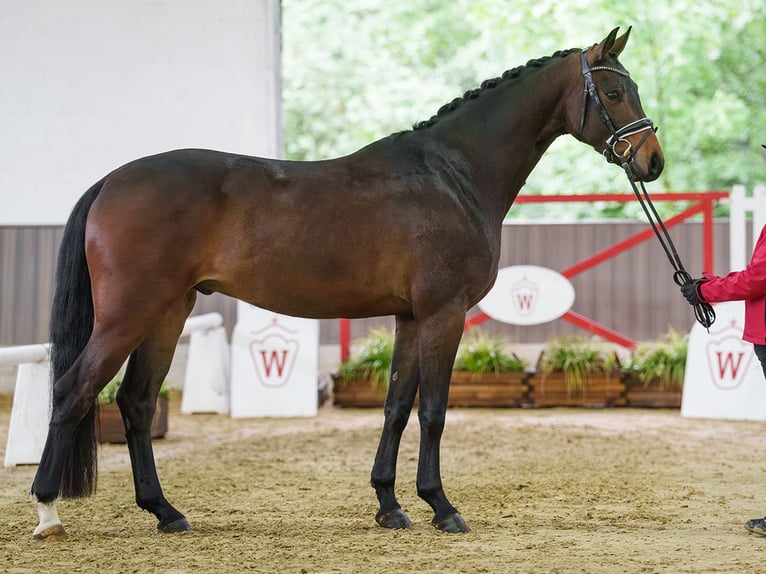 Rouan bai Hongre 4 Ans 166 cm Bai brun foncé in Münster-Handorf