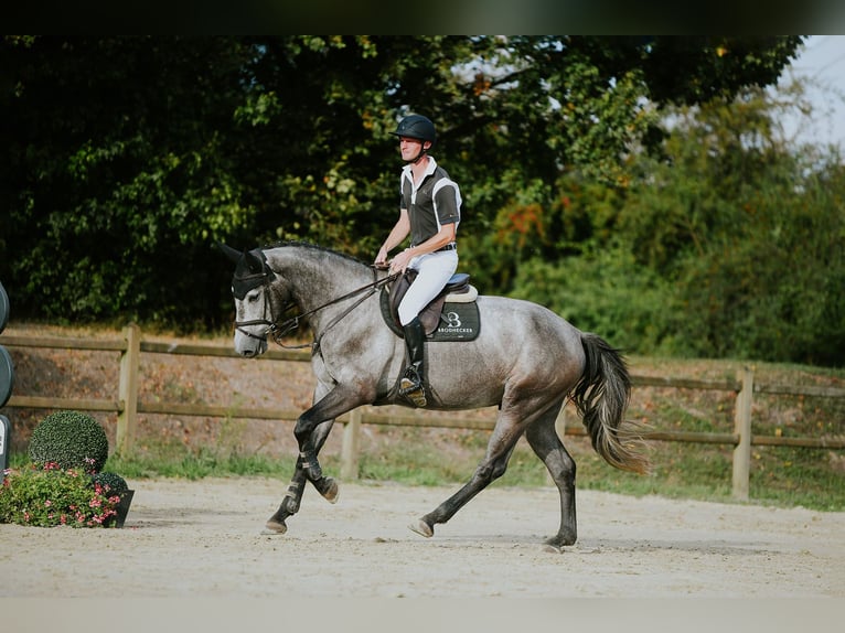 Rouan bai Hongre 4 Ans 167 cm Gris in Riedstadt