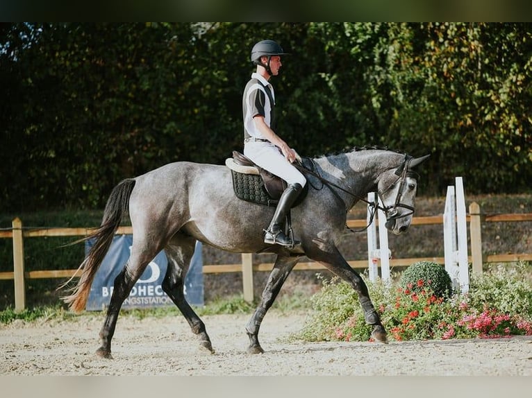 Rouan bai Hongre 4 Ans 167 cm Gris in Riedstadt