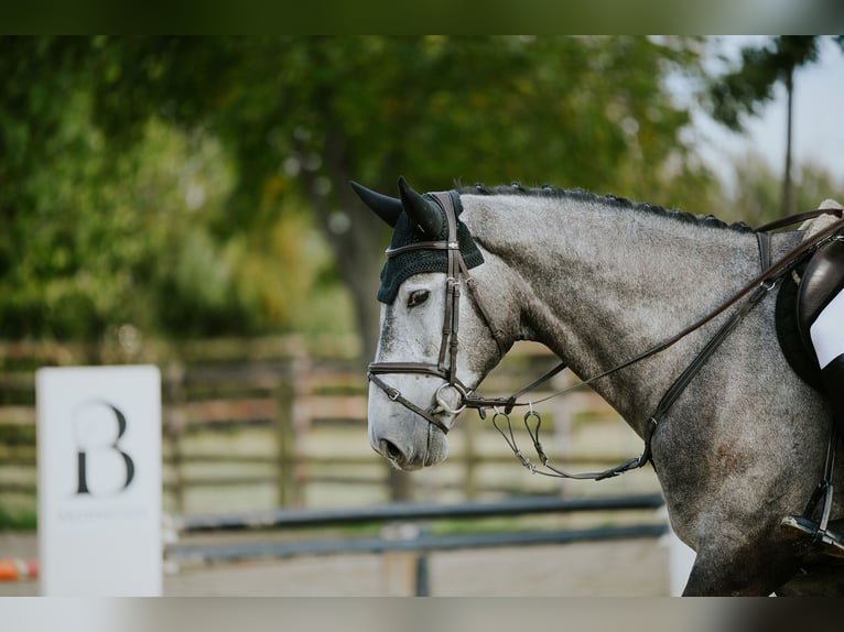 Rouan bai Hongre 4 Ans 167 cm Gris in Riedstadt