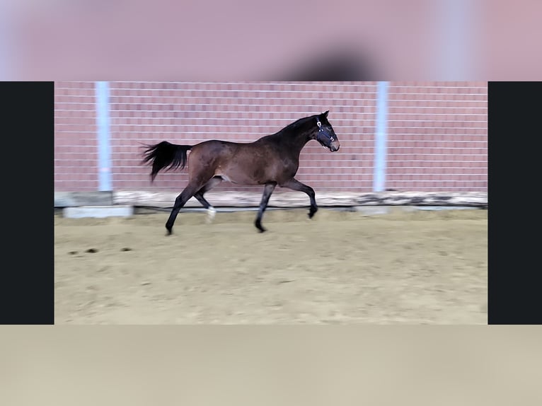 Rouan bai Hongre 4 Ans 169 cm Bai in Viersen