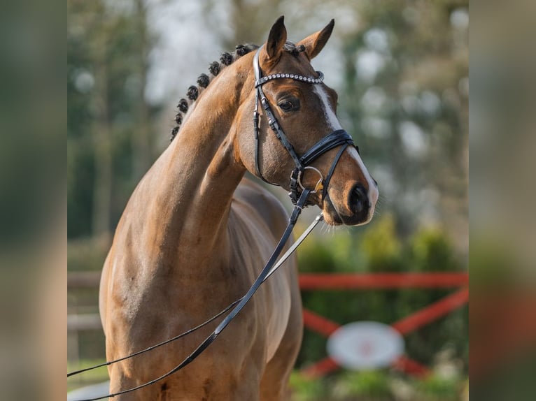 Rouan bai Hongre 4 Ans 175 cm Bai in Münster-Handorf