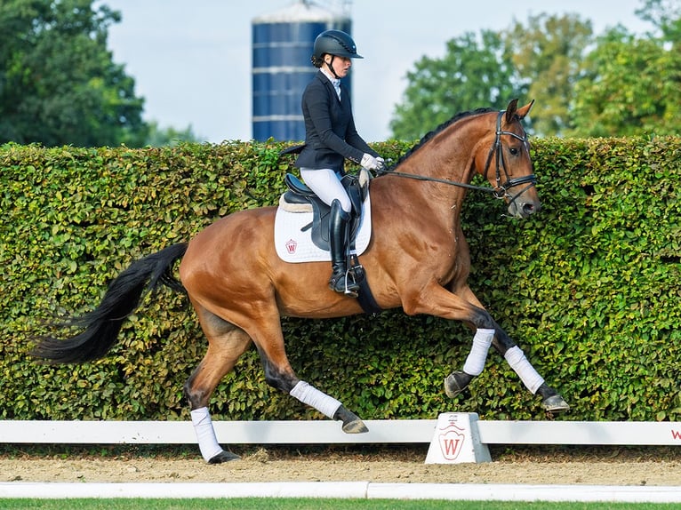 Rouan bai Hongre 4 Ans 175 cm Bai in M&#xFC;nster