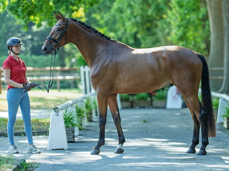 Rouan bai Hongre 4 Ans 175 cm Bai in M&#xFC;nster