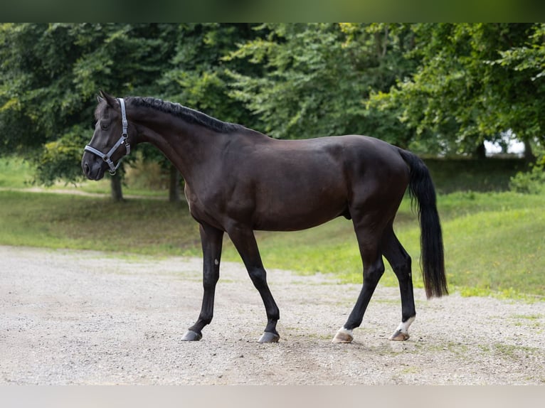 Rouan bai Hongre 4 Ans Noir in Niederkr&#xFC;chten