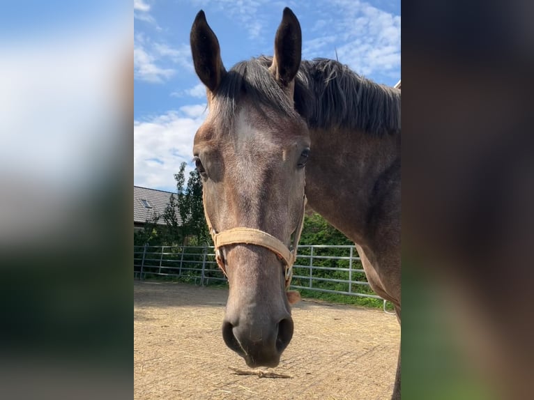 Rouan bai Hongre 5 Ans 152 cm Gris in Braunschweig