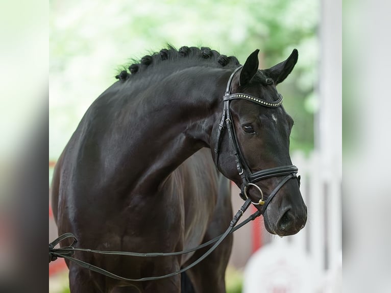 Rouan bai Hongre 5 Ans 164 cm Noir in Münster-Handorf
