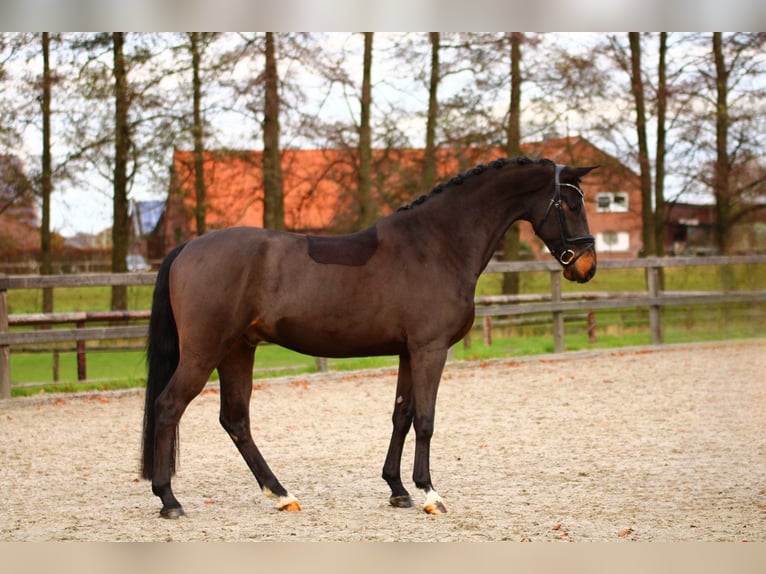 Rouan bai Hongre 5 Ans 165 cm Bai brun in Xanten